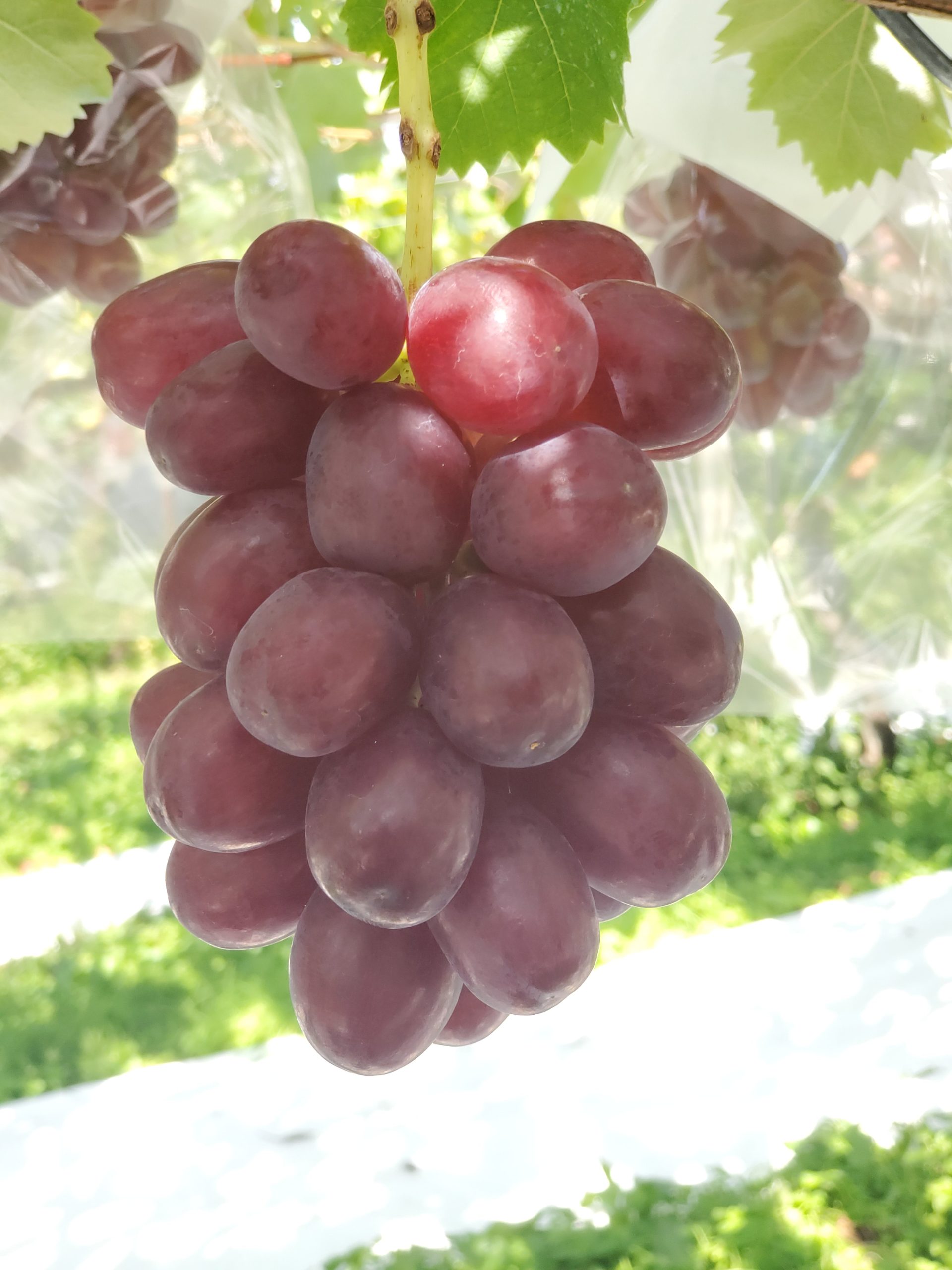 クイーンルージュ