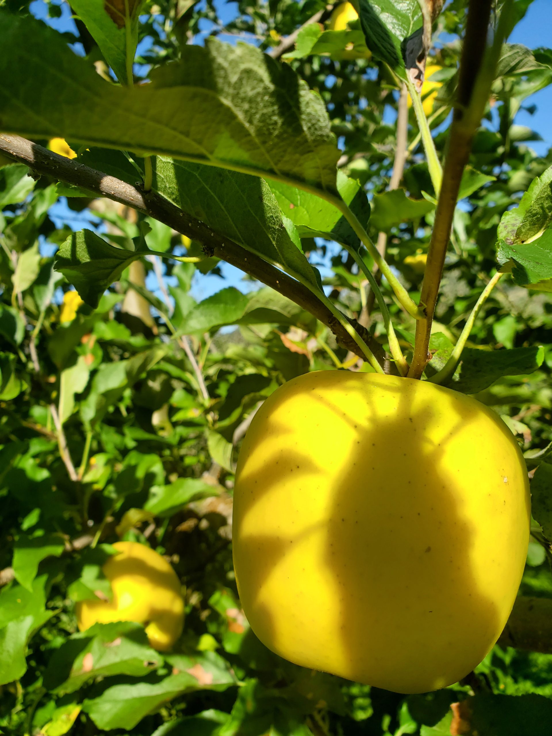 もりのかがやき