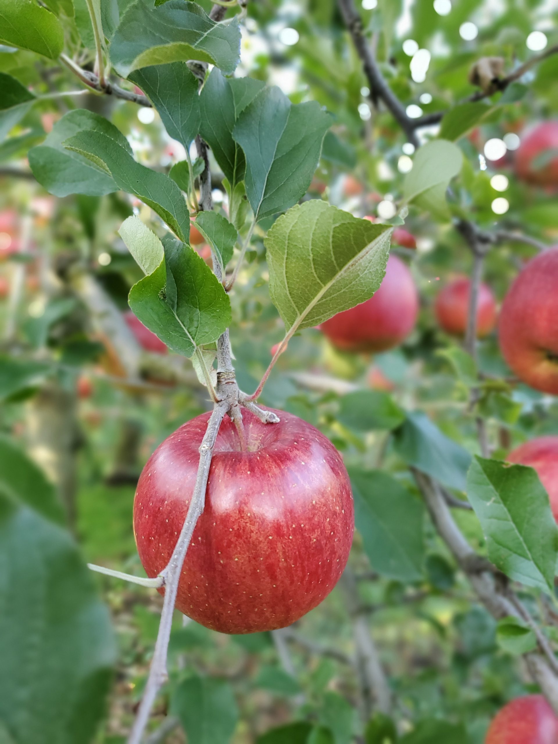 シナノスイート